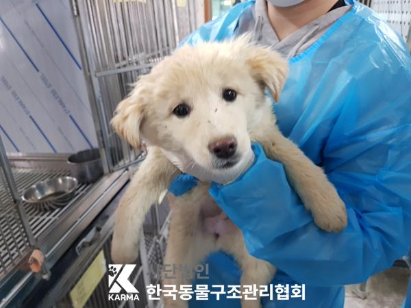 한국동물구조관리협회_441560202500285