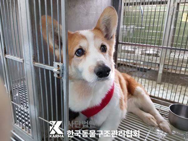 한국동물구조관리협회_441560202500288