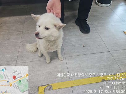 대전동물보호센터_430365202500040