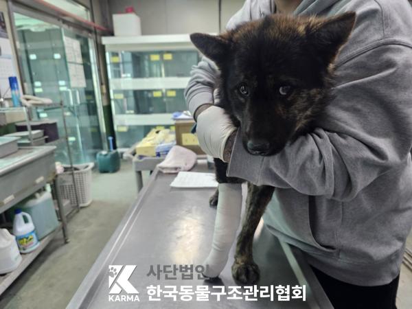 한국동물구조관리협회_441559202500210