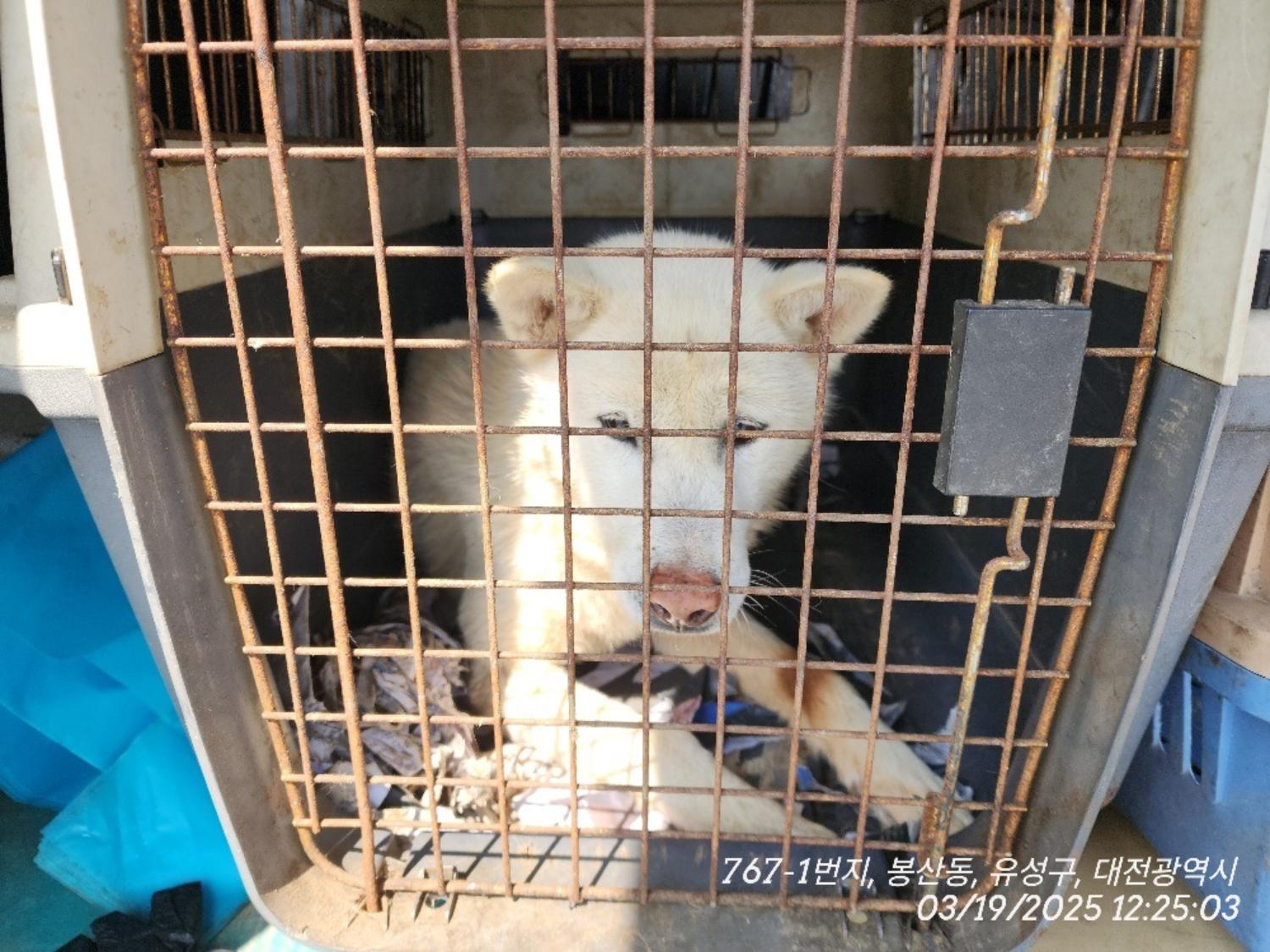 대전동물보호센터_430364202500060