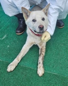 제주 동물보호센터_450650202500608