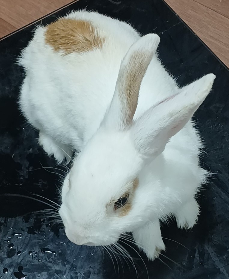 수원시 동물보호센터_441374202500136