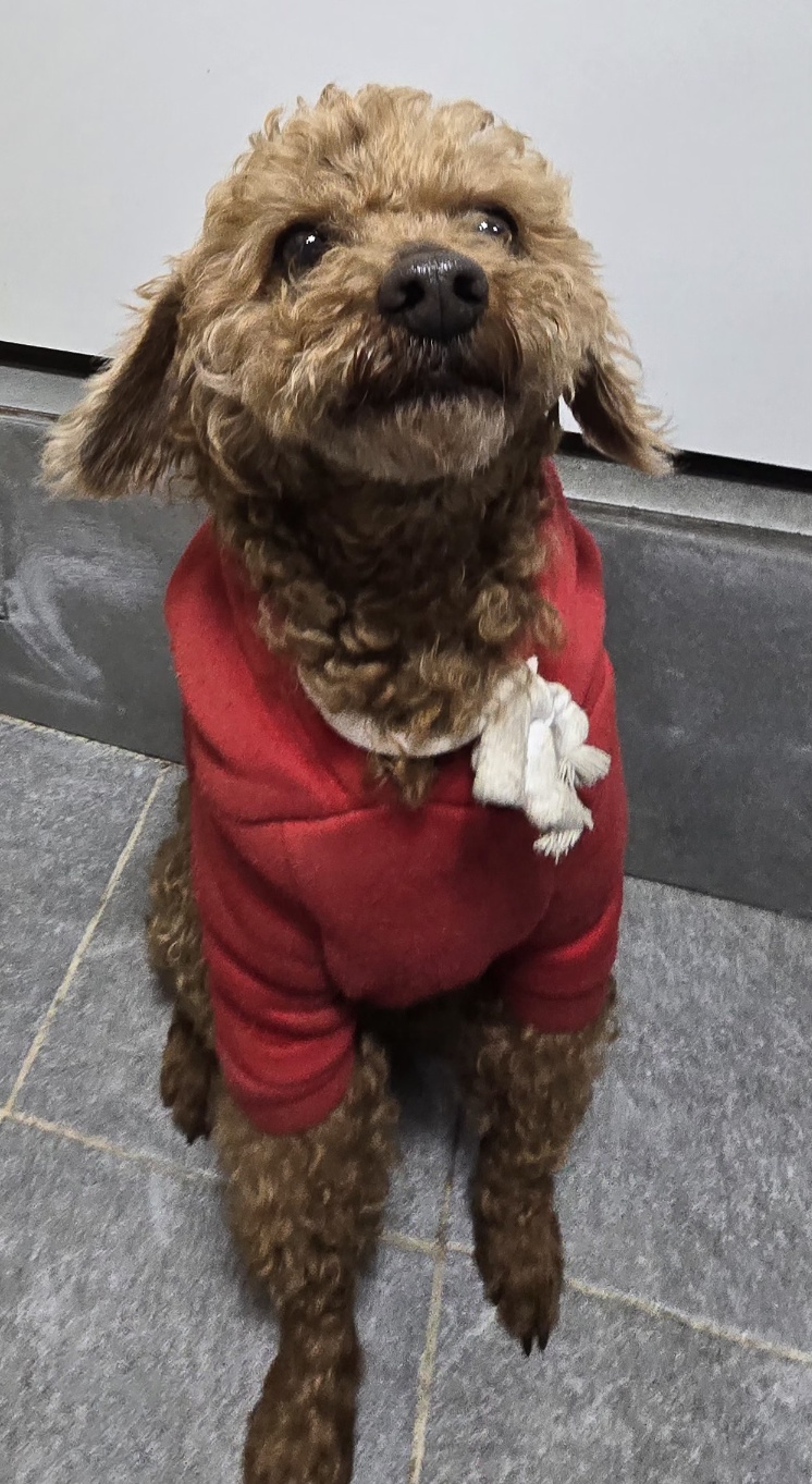 안성시 동물보호센터_441408202500617