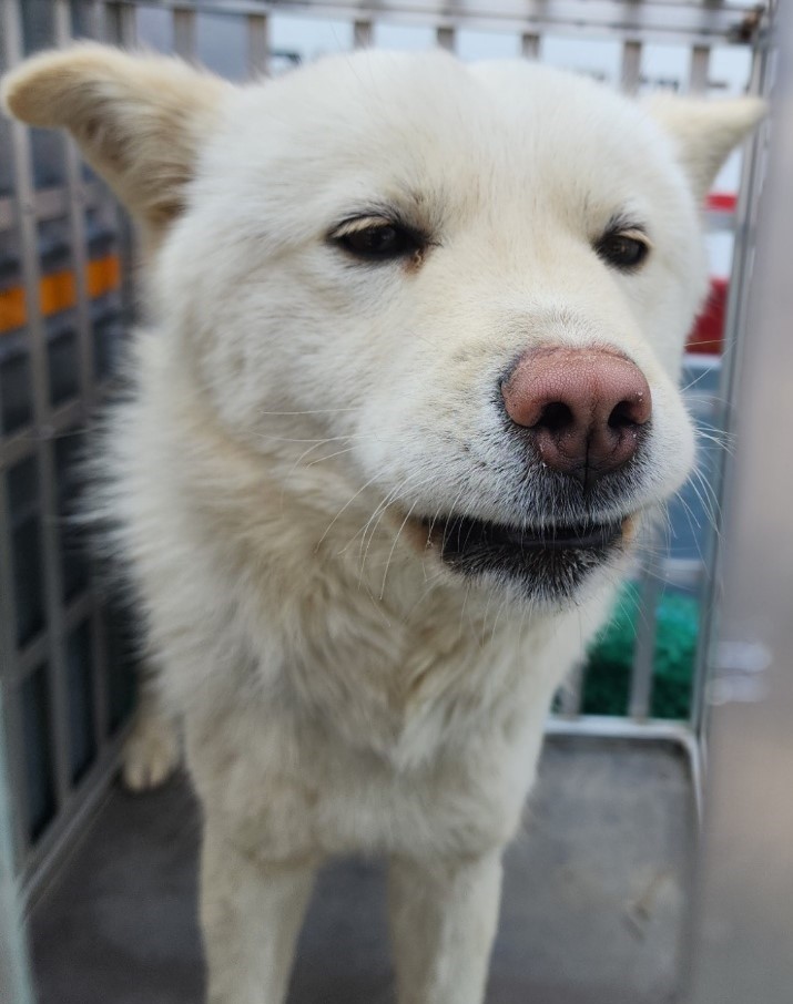 공주시 동물보호센터_444450202500068