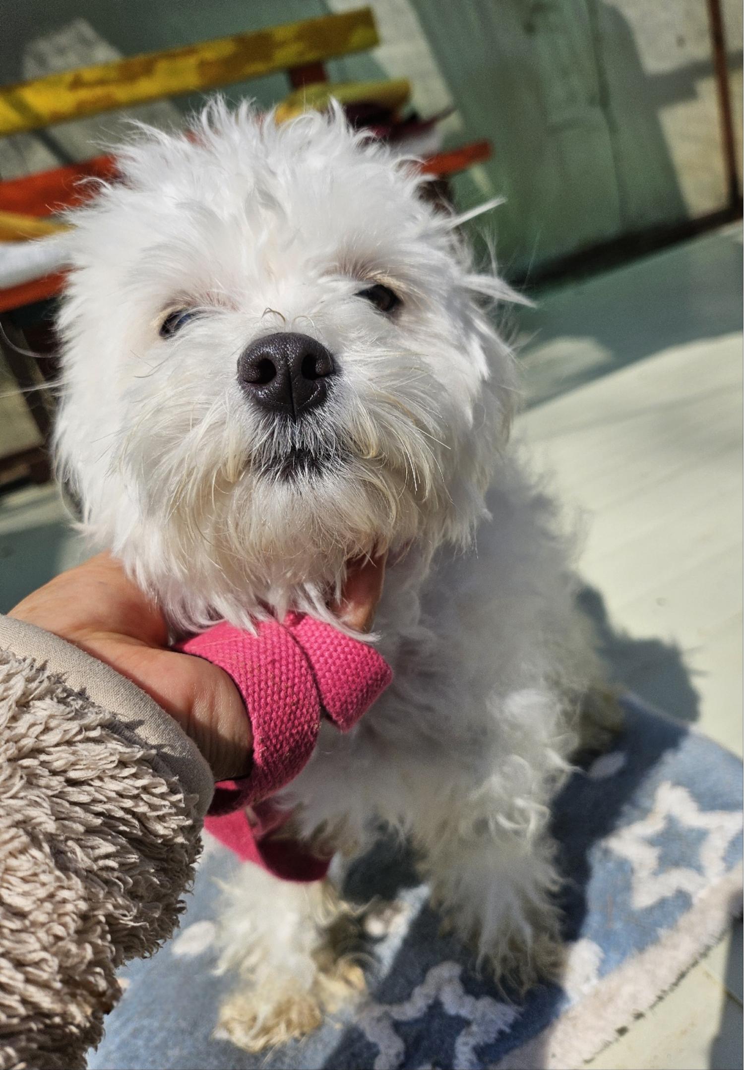 울산유기동물보호센터_431372202500114