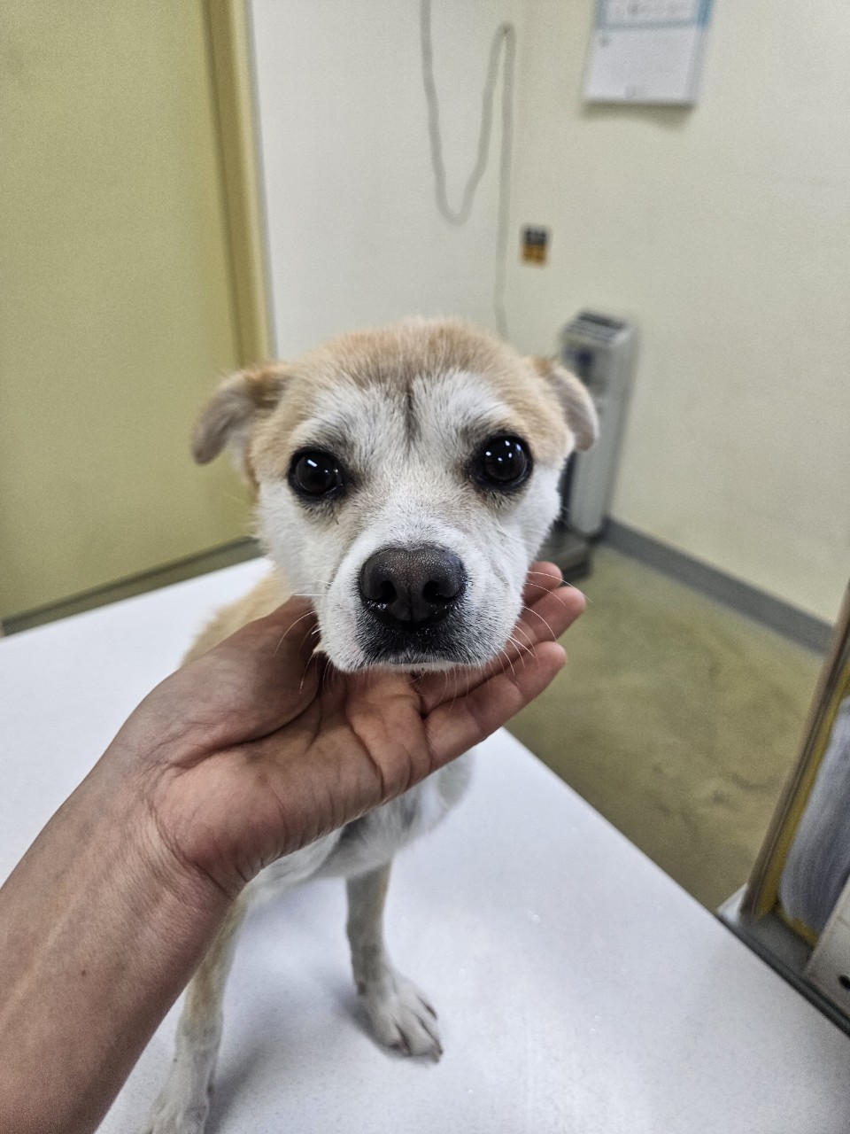 아산동물복지지원센터_444452202500661