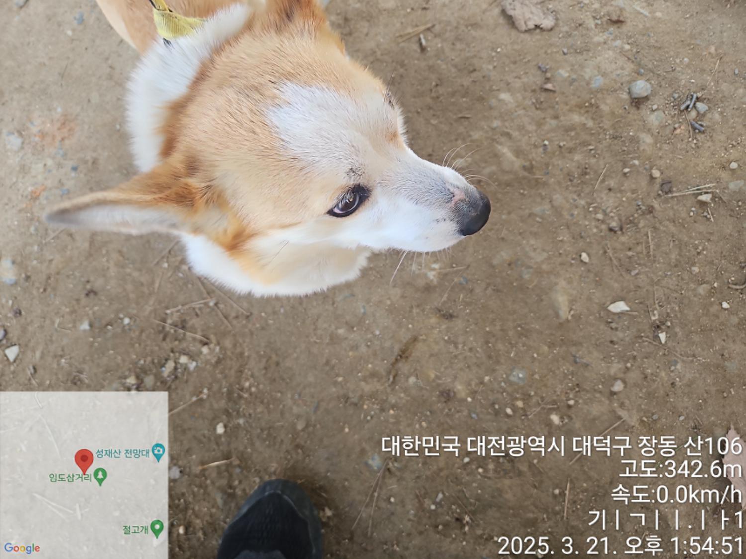 대전동물보호센터_430368202500081