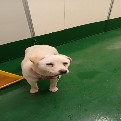 (사)동부동물보호협회_426330202500030
