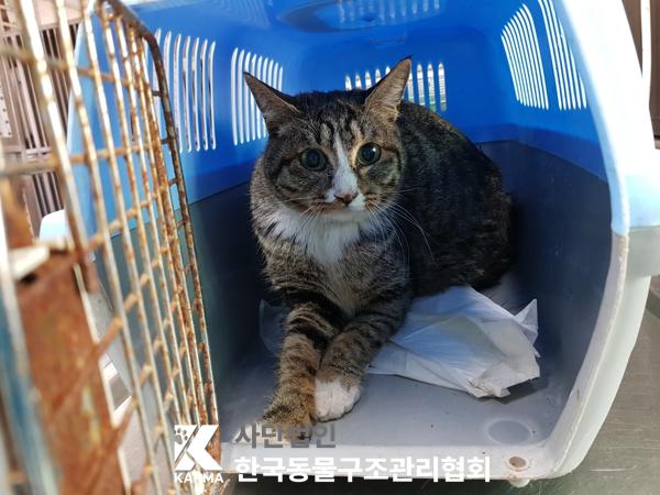 보호중 한국 고양이…