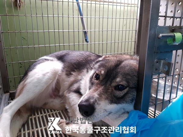 한국동물구조관리협회_441560202500304