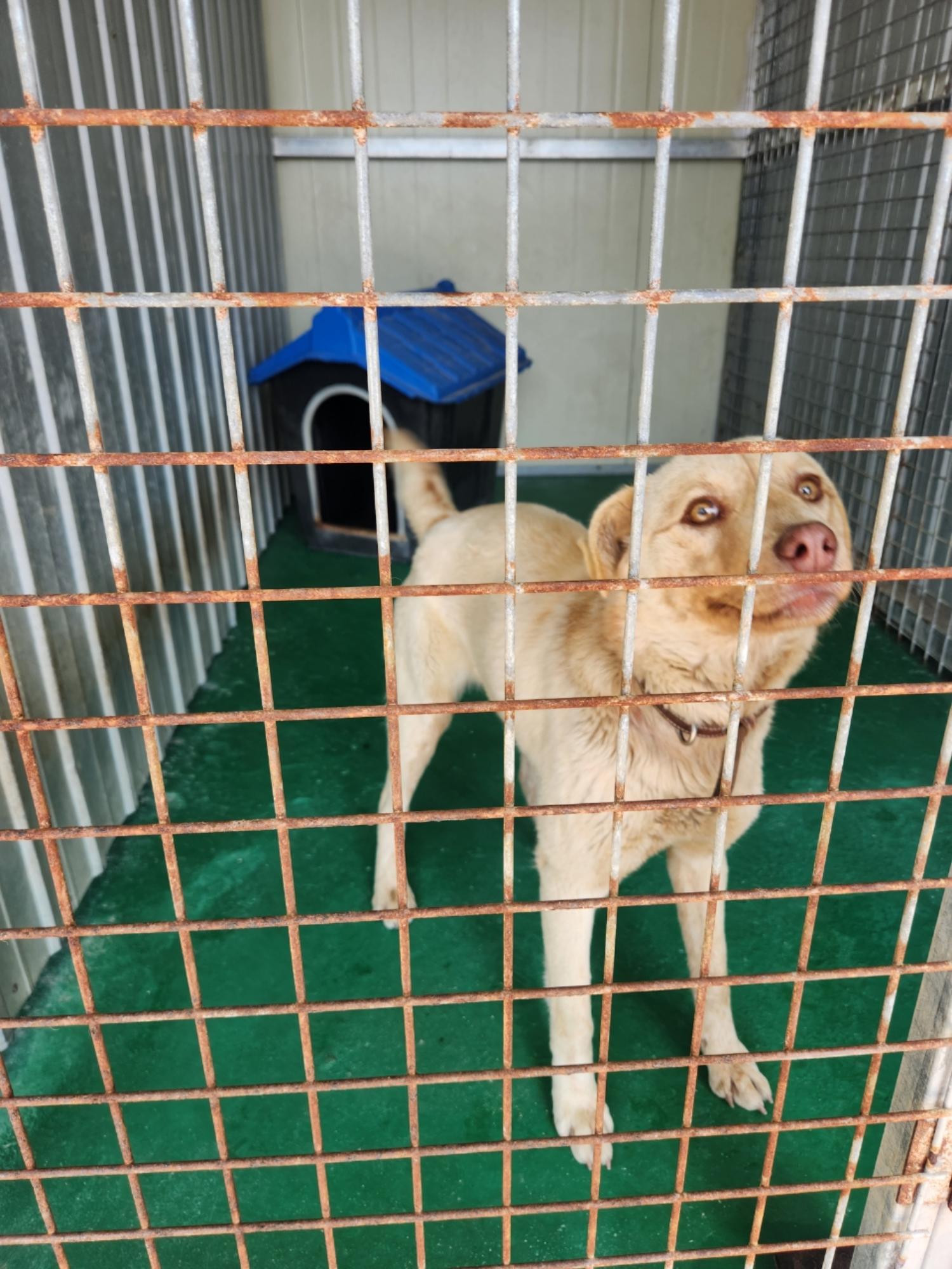 예천군유기동물보호소_447523202500042