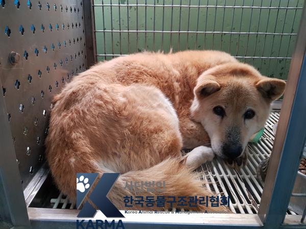 한국동물구조관리협회_441406202500172