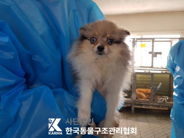 종료(기증) 믹스견…
