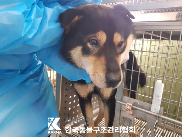 한국동물구조관리협회_441406202500173