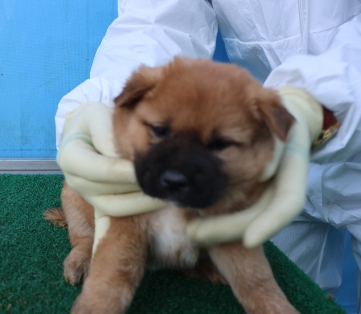 제주 동물보호센터_450650202500619