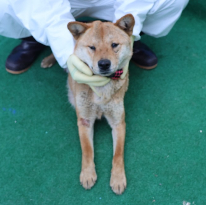 제주 동물보호센터_450650202500611