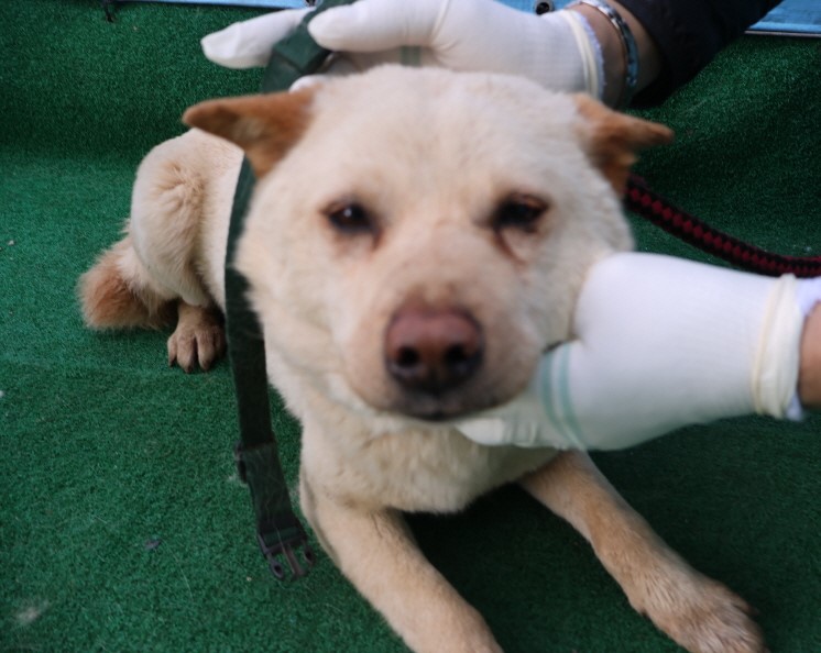 제주 동물보호센터_450650202500617