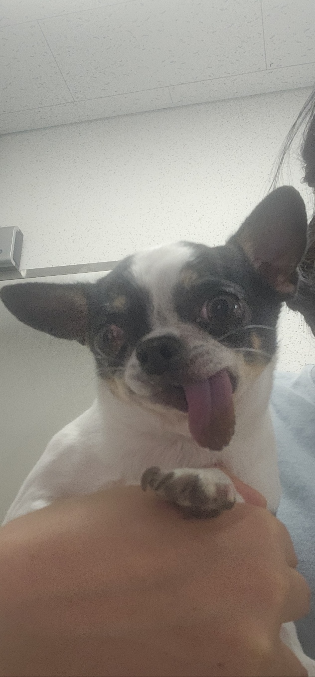 보호중 치와와의 가…