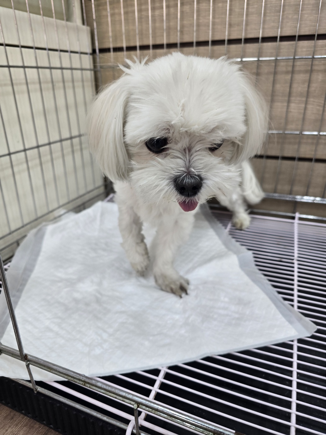 창원유기동물보호소_448567202500308