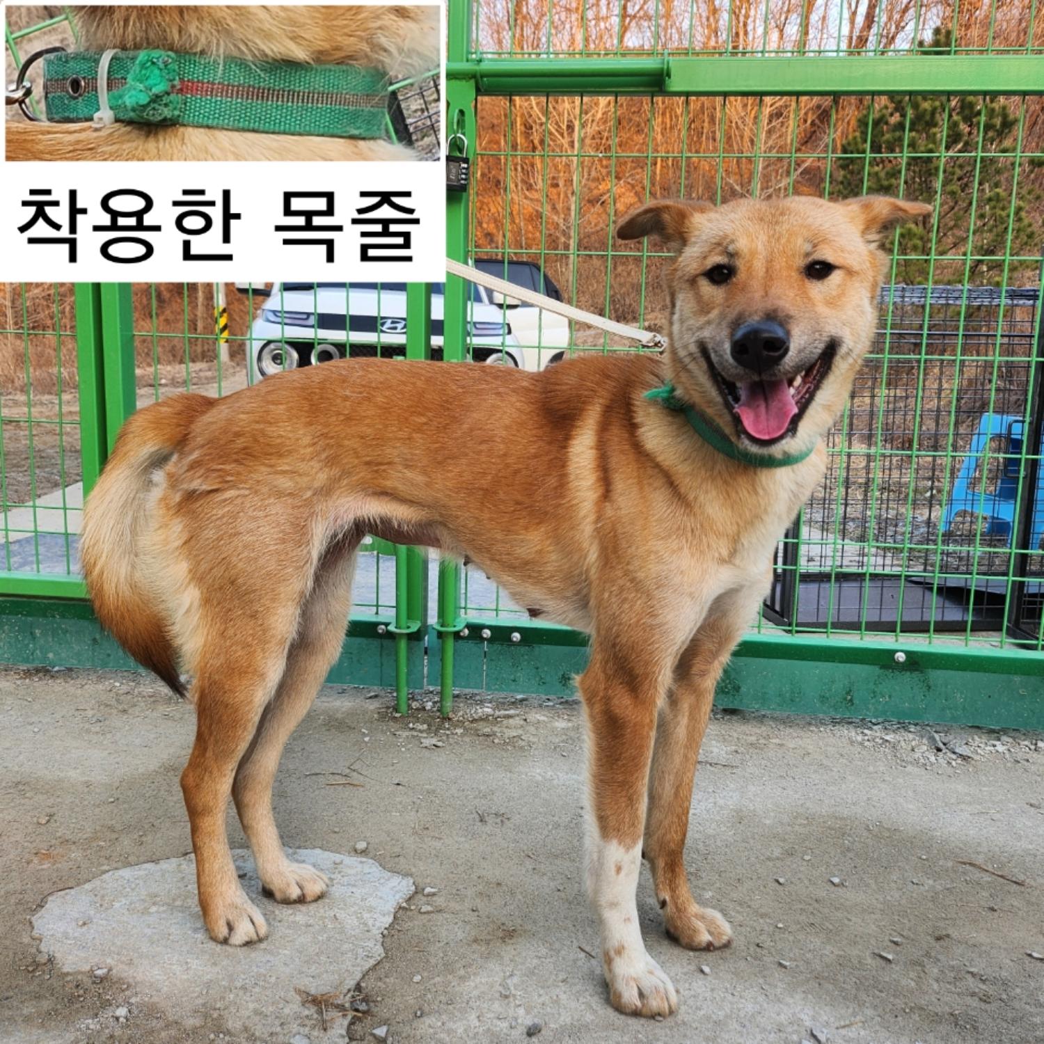 예산임시동물보호센터_444461202500038