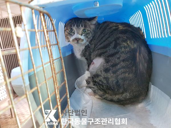 한국동물구조관리협회_411304202500103