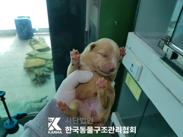 한국동물구조관리협회_441409202500352