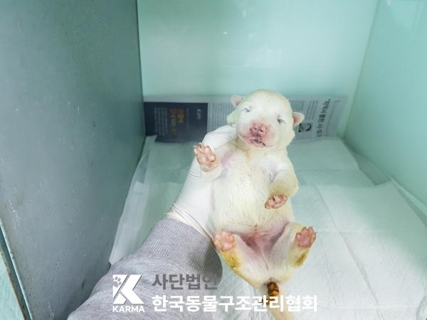 한국동물구조관리협회_441409202500348