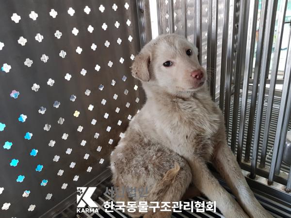 한국동물구조관리협회_441559202500211
