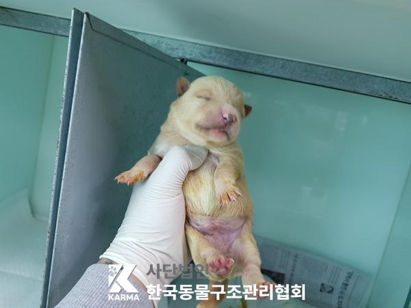 한국동물구조관리협회_441409202500349