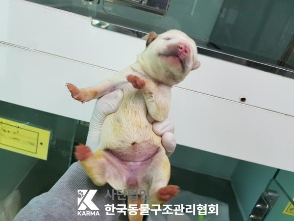 한국동물구조관리협회_441409202500355