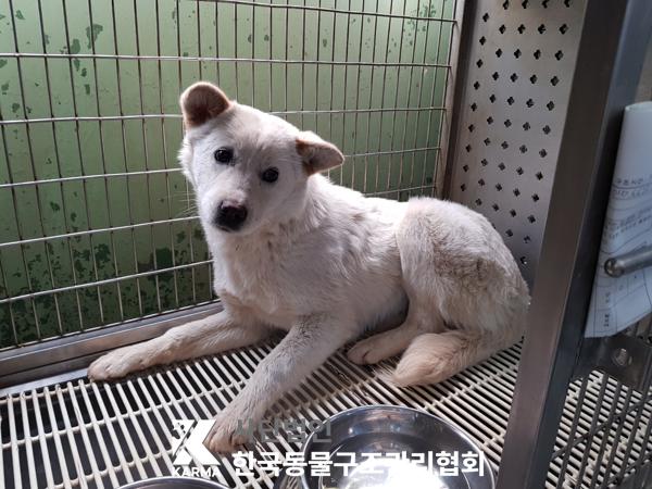 한국동물구조관리협회_441409202500346