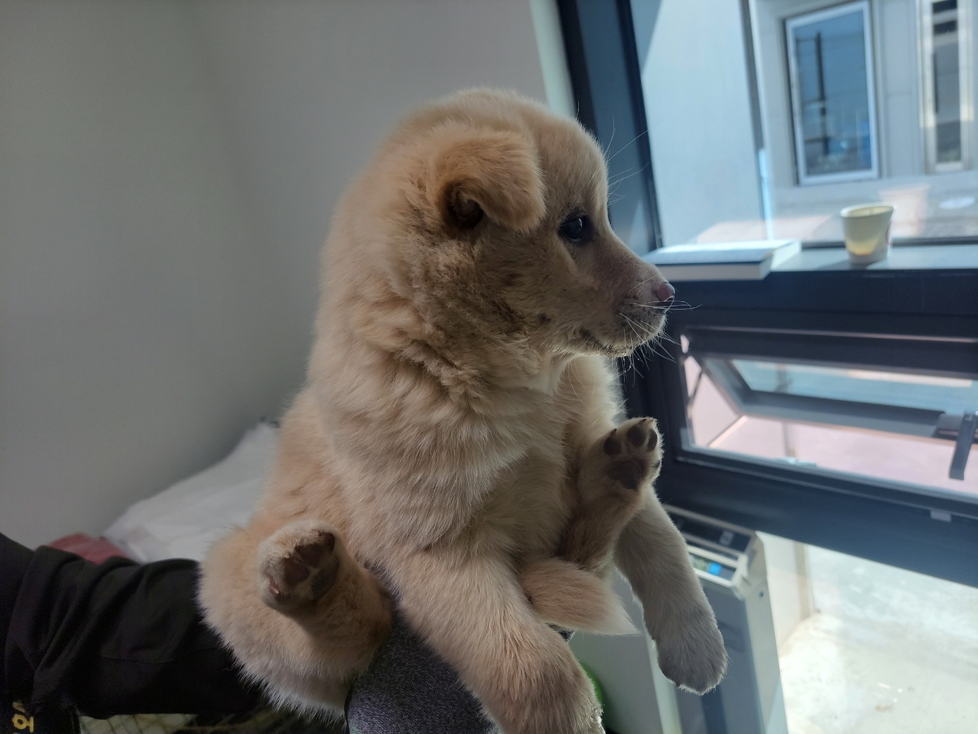고양시동물보호센터_441394202500434