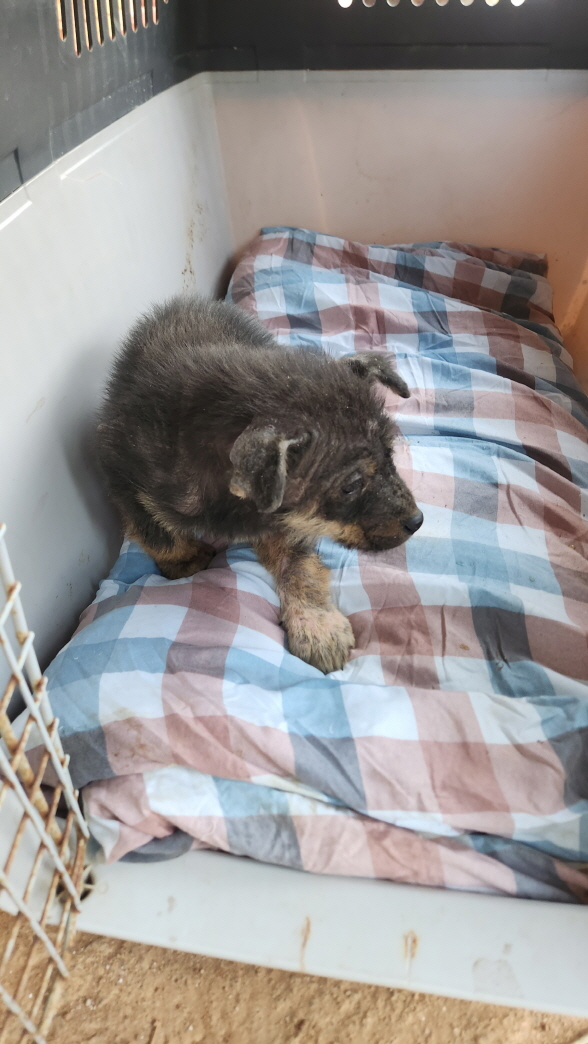 익산유기동물보호소_445468202500709