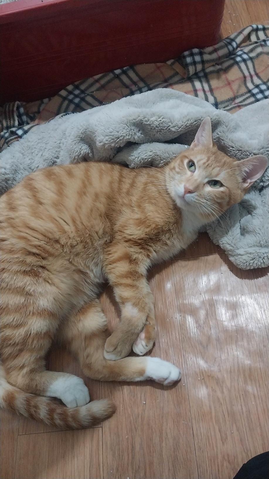 보호중 한국 고양이…
