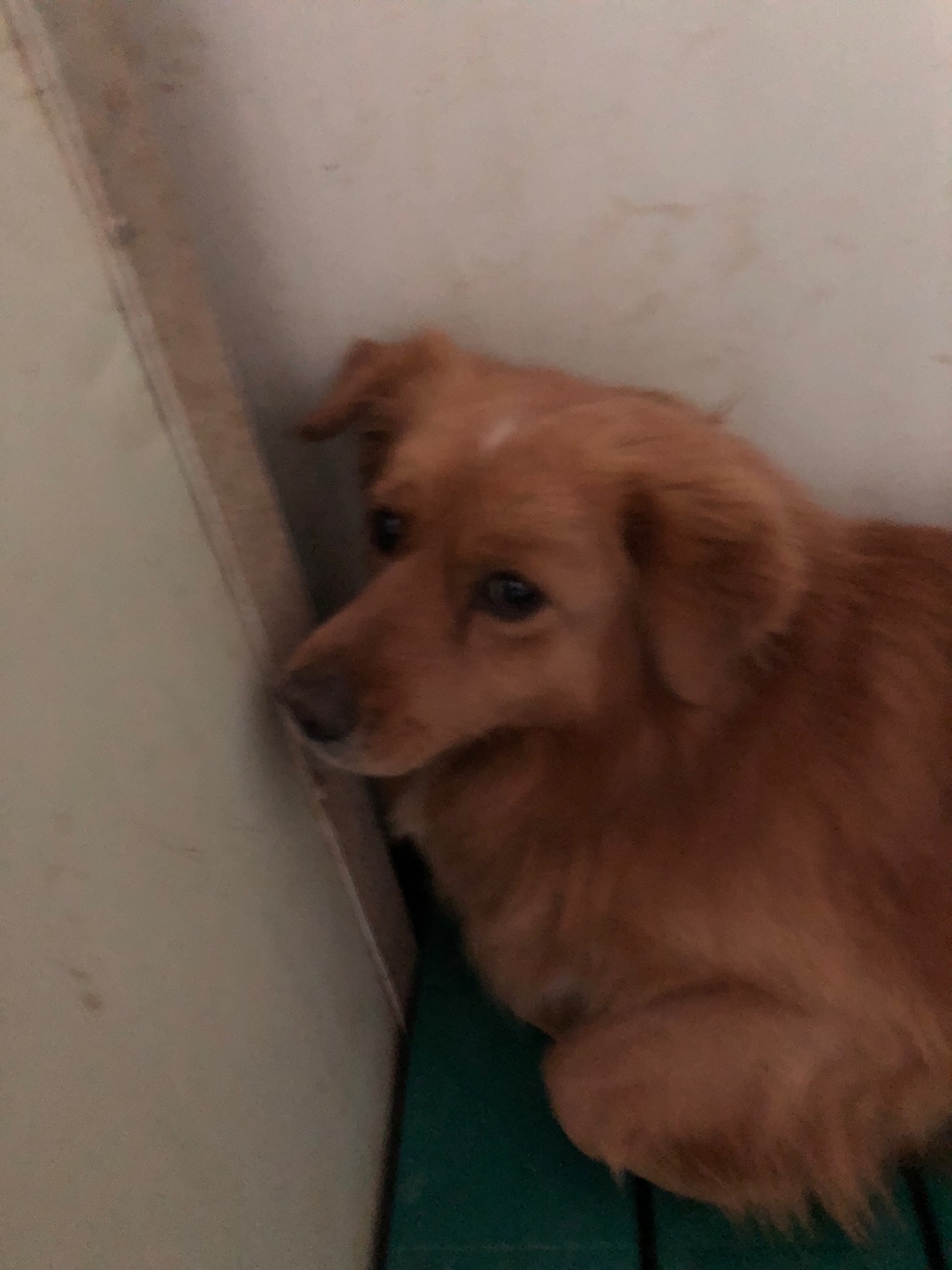 디디동물병원_428357202500184