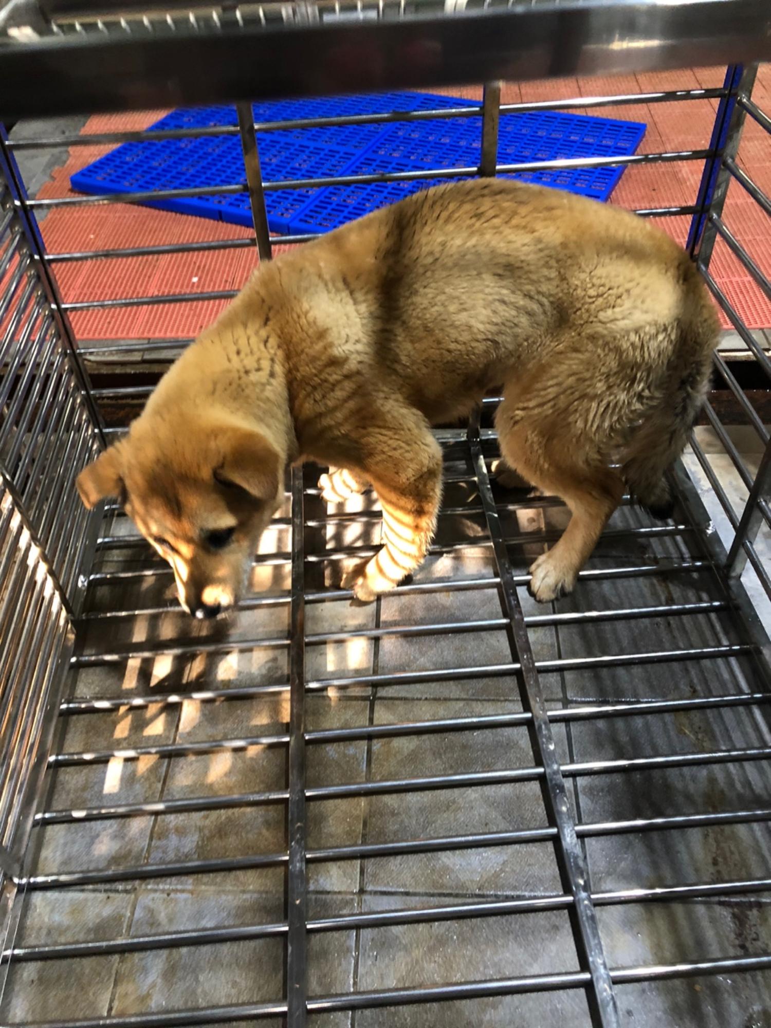 디디동물병원_428357202500188