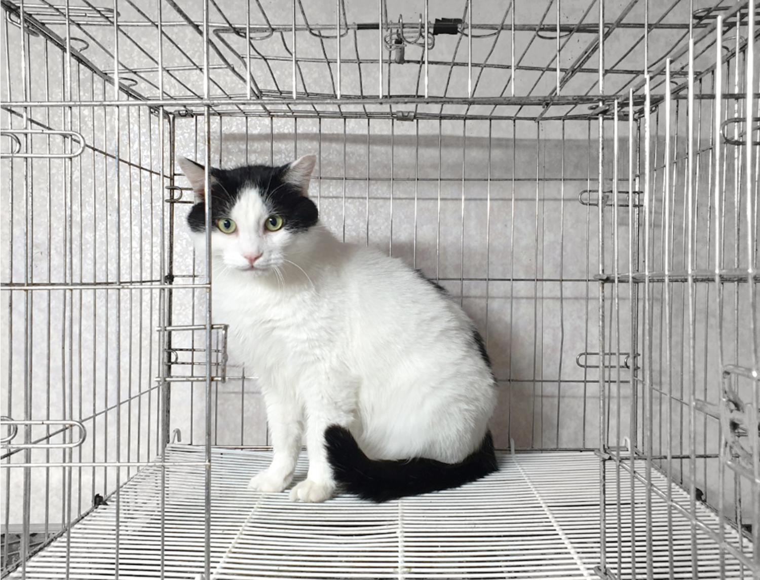 [고양이] 한국 고양이 경기-여주-2024-00636 유기동물 배경 이미지 입니다.