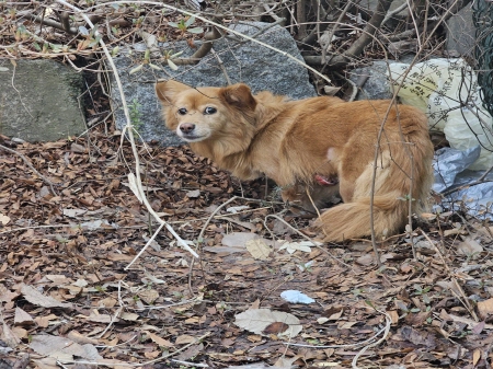 원주시동물보호센터_442419202500162