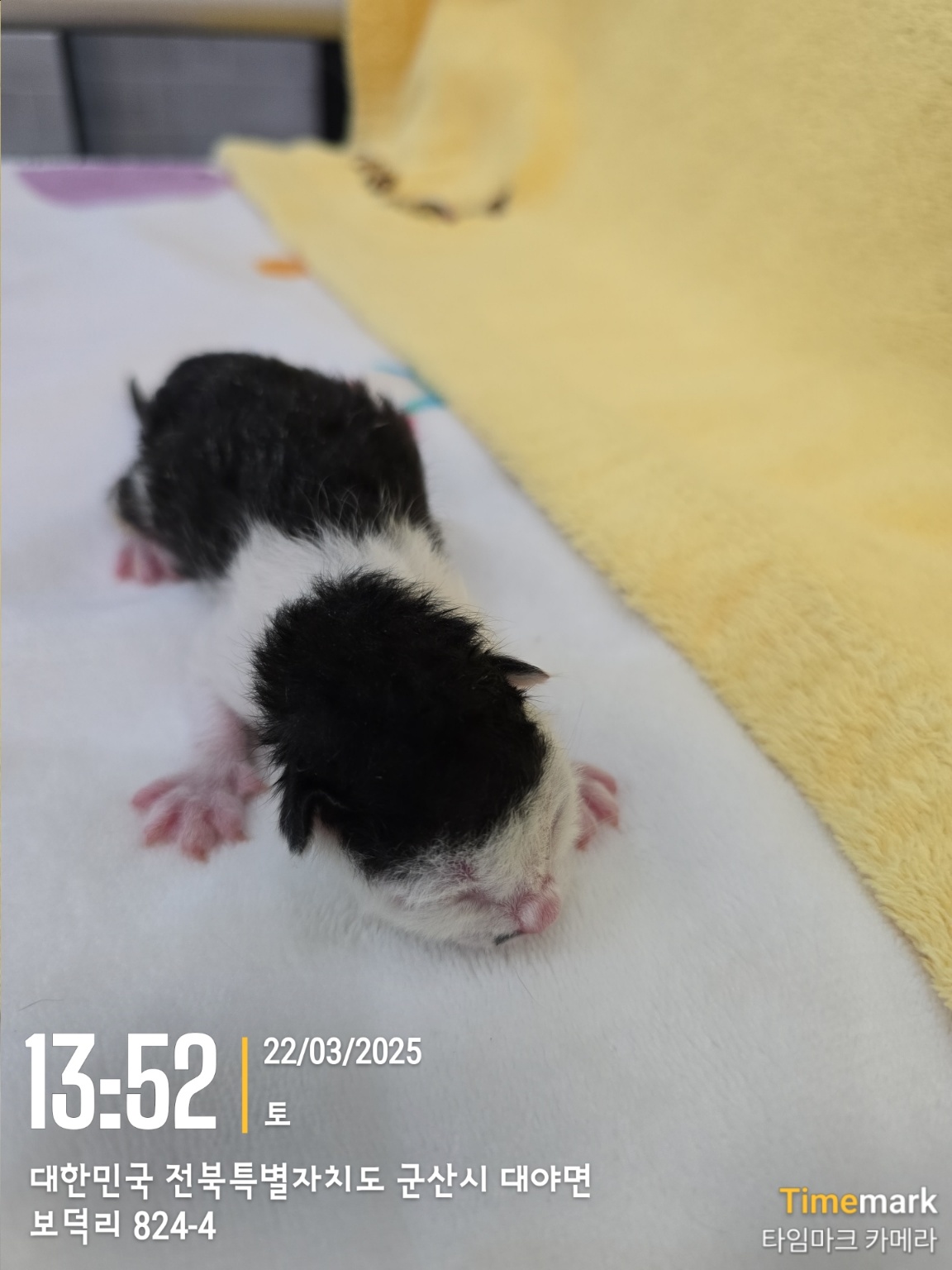 군산유기동물보호센터_445467202500306