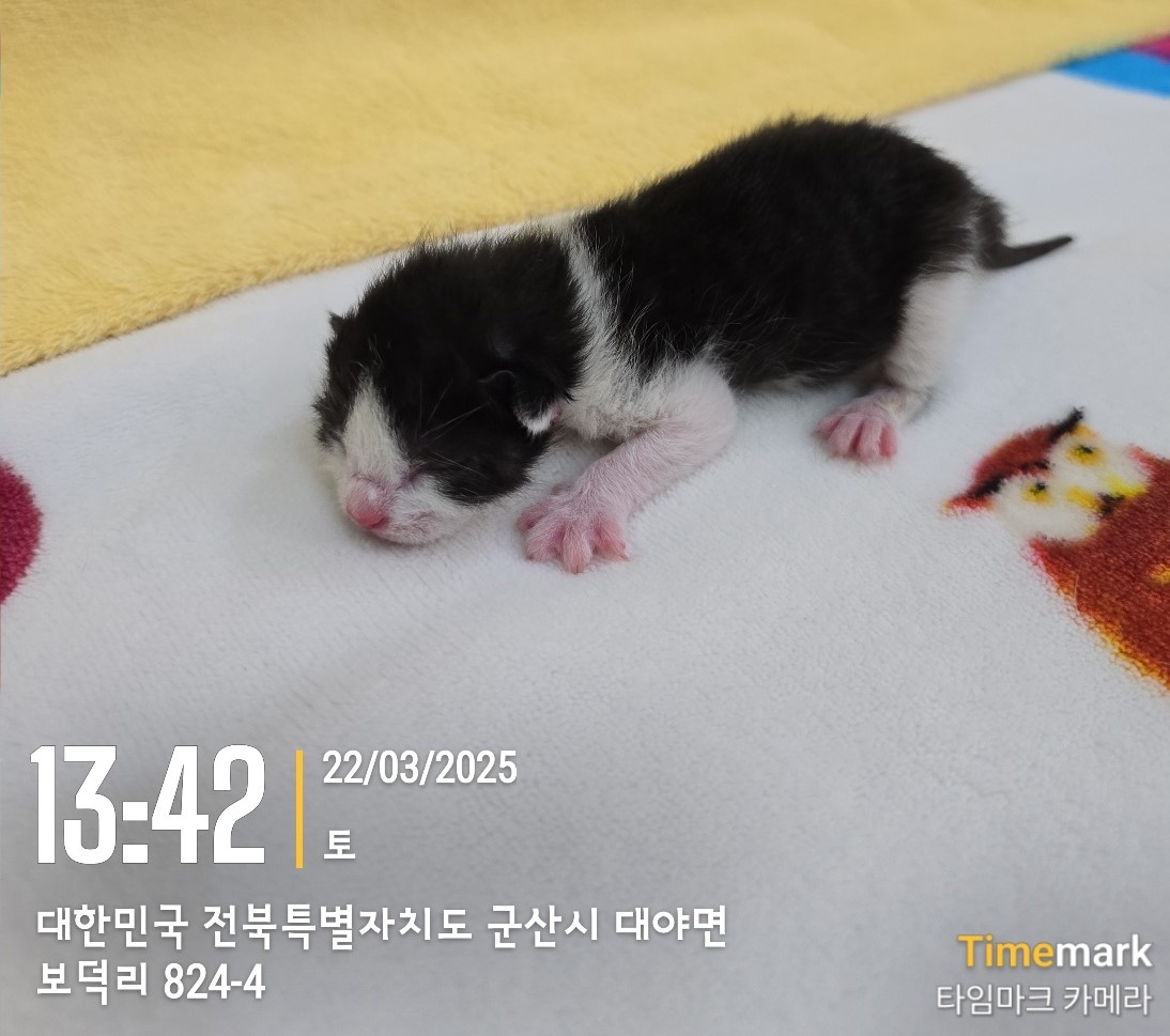 군산유기동물보호센터_445467202500304