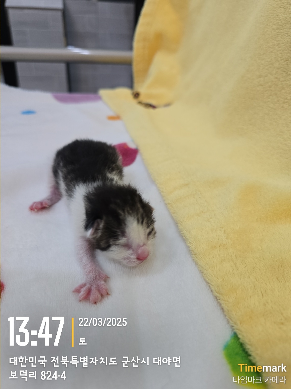 군산유기동물보호센터_445467202500305
