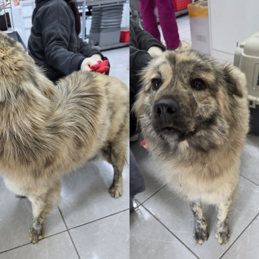 담양군 동물보호센터_446485202500041