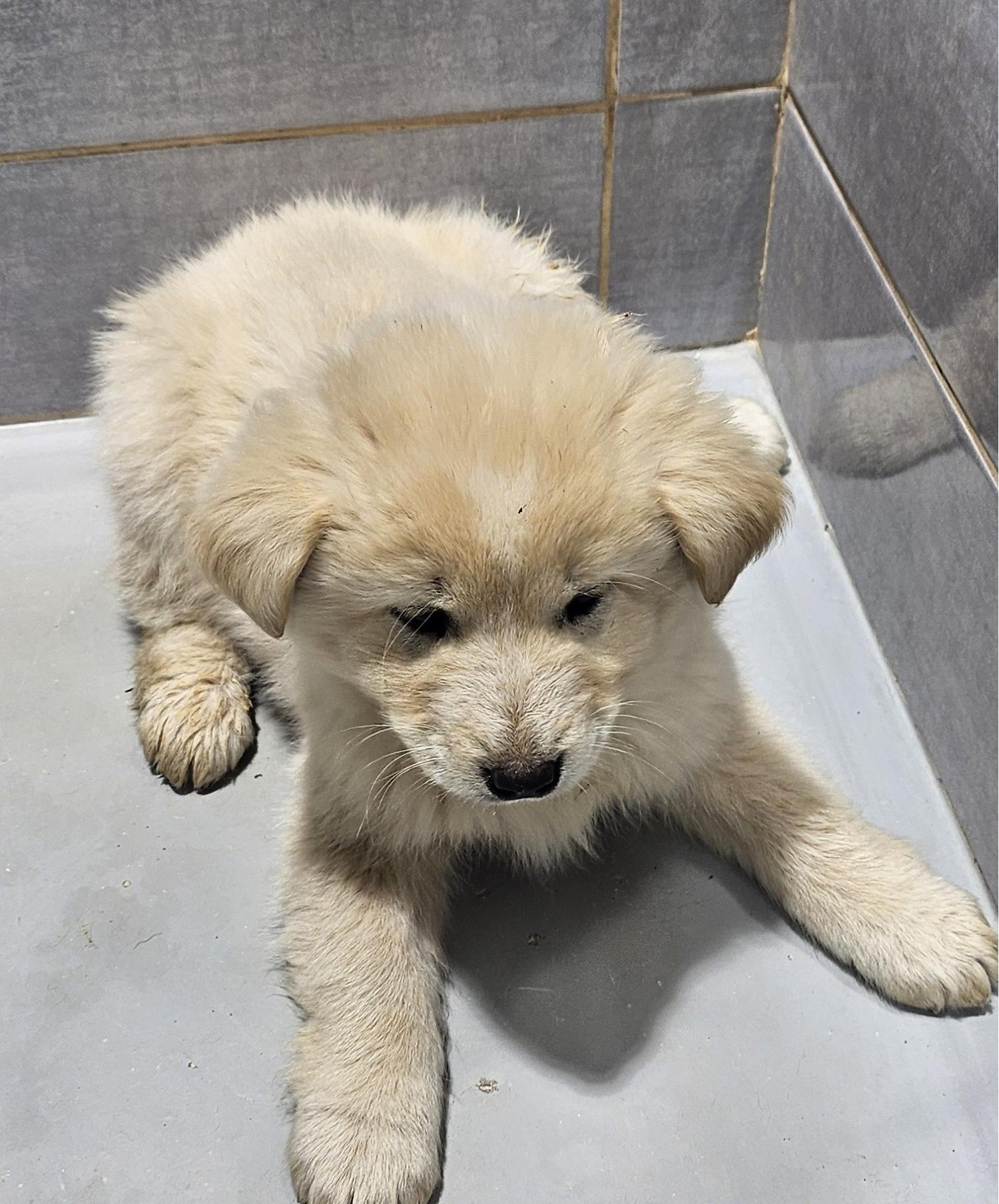 울진군동물보호센터_447525202500108