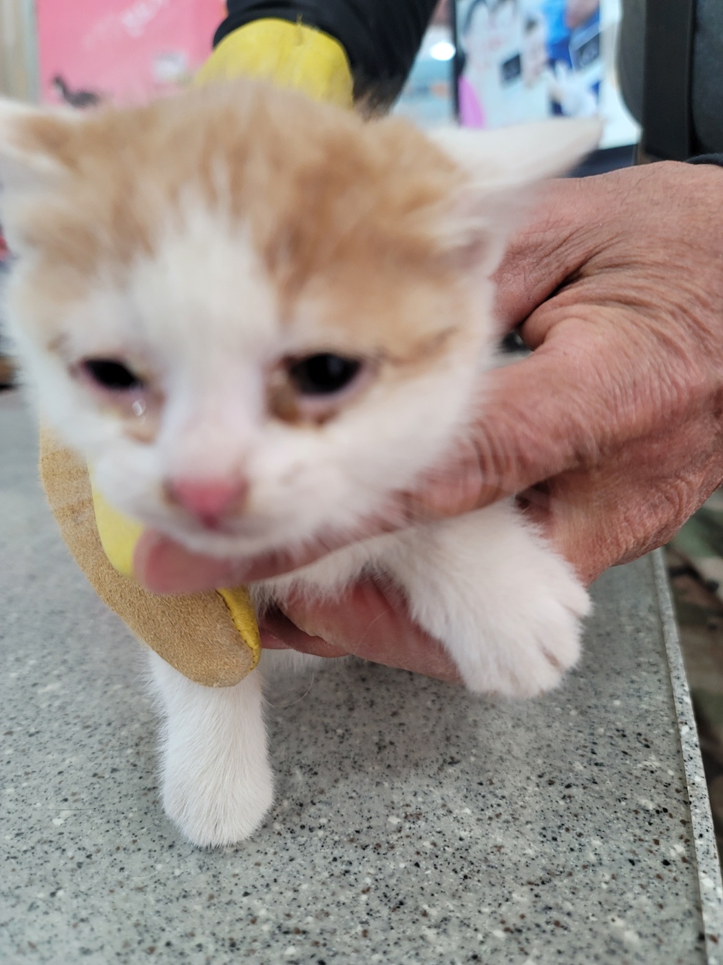 보호중 한국 고양이…