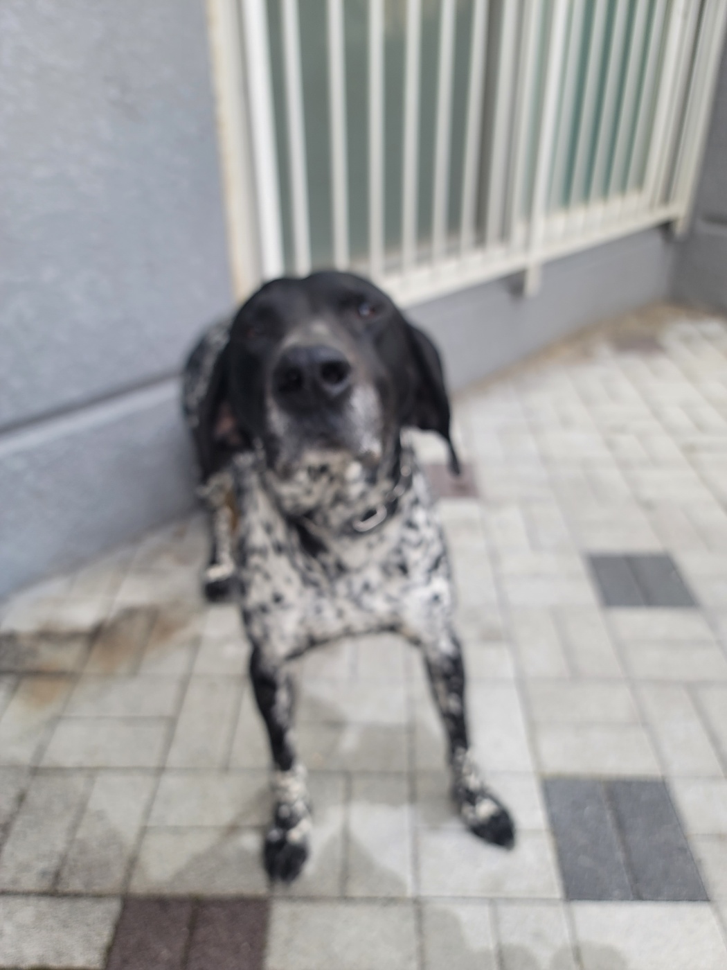 증평 가정견 훈련소_443445202500117