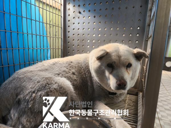 한국동물구조관리협회_441560202500311