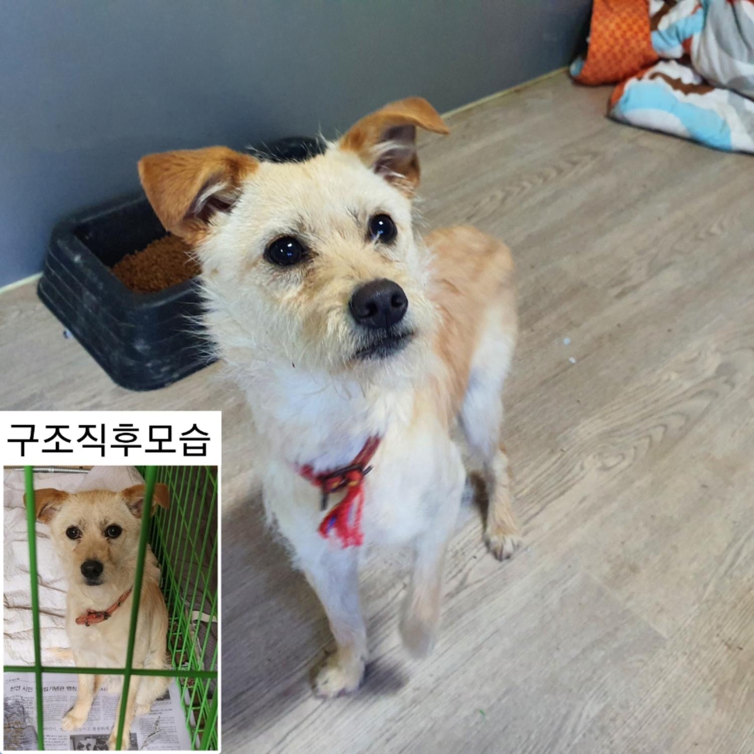 [개] 믹스견 충남-예산-2025-00018 유기동물 배경 이미지 입니다.