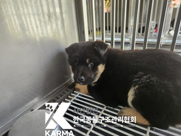 한국동물구조관리협회_411300202500035