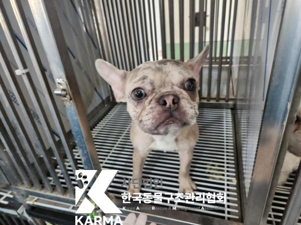 한국동물구조관리협회_411307202500019